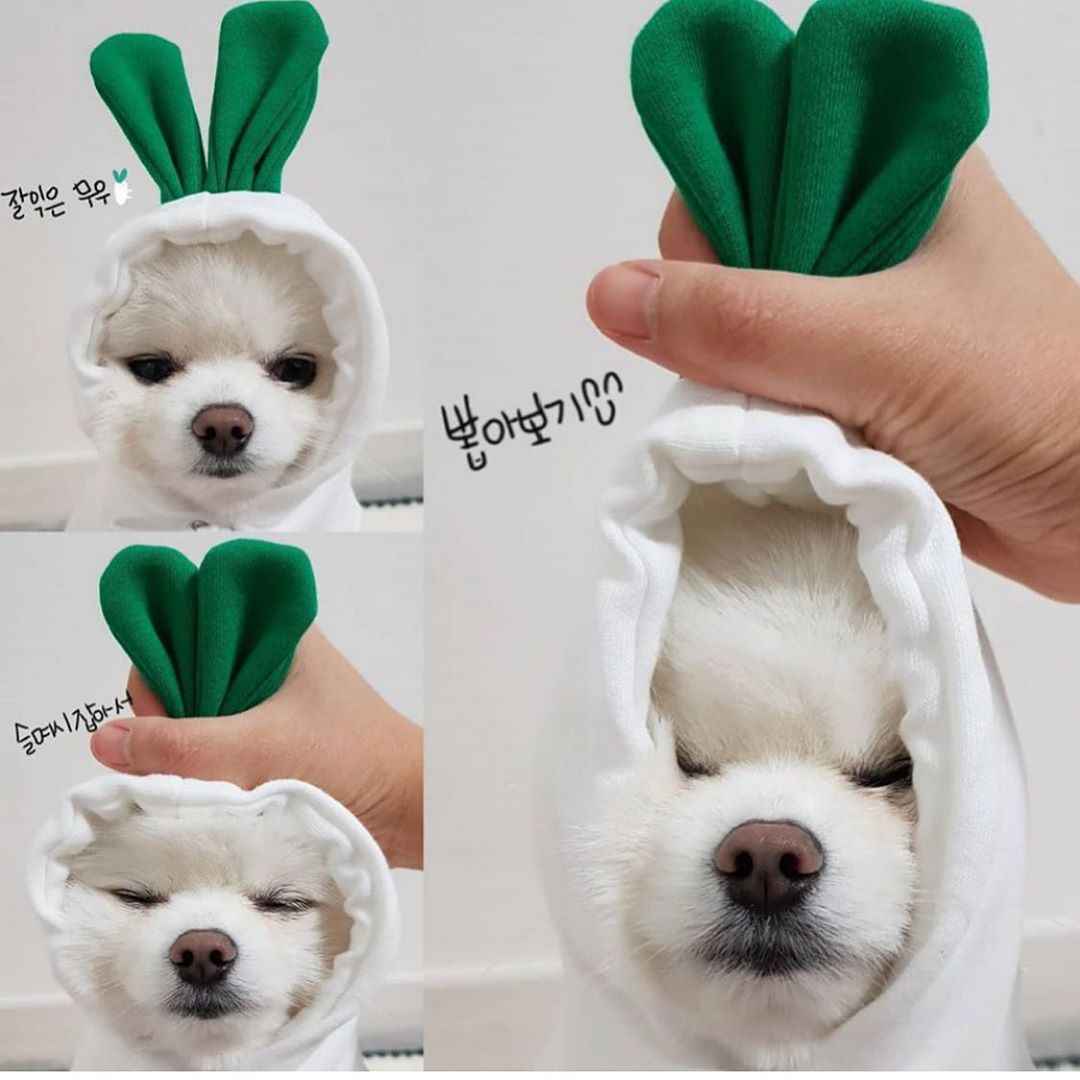 Cute  Dog Clothes For Small Dogs