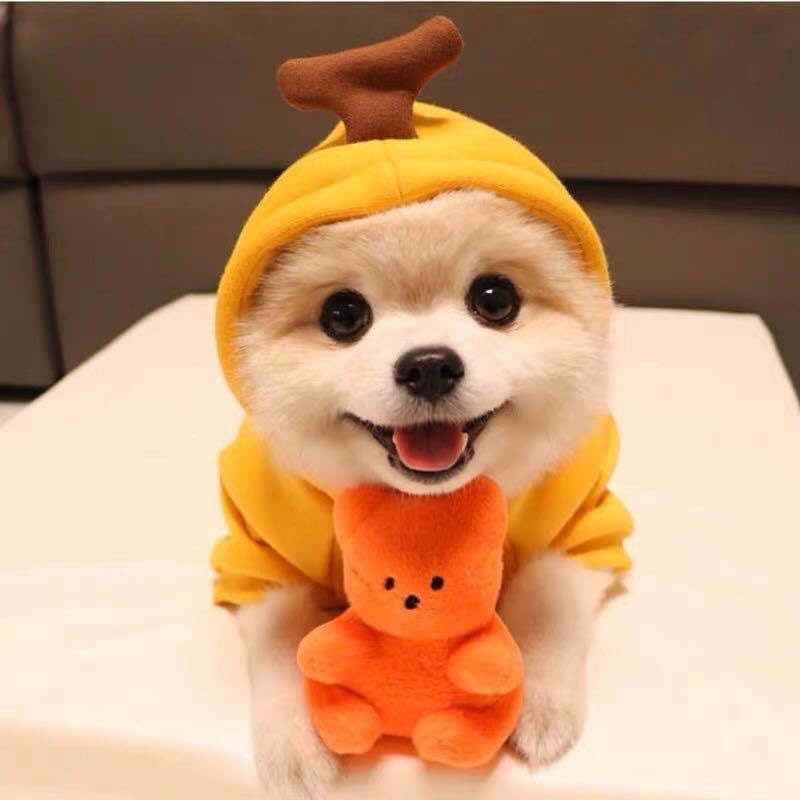 Cute  Dog Clothes For Small Dogs