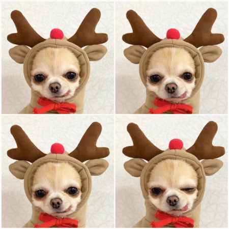 Cute  Dog Clothes For Small Dogs